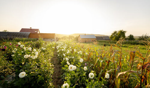 Spring on the Farm: Essential Tips to Prepare Your Land, Crops, and Livestock