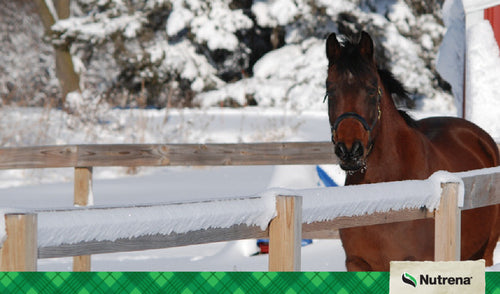 Prepare Your Horse For The Winter Months