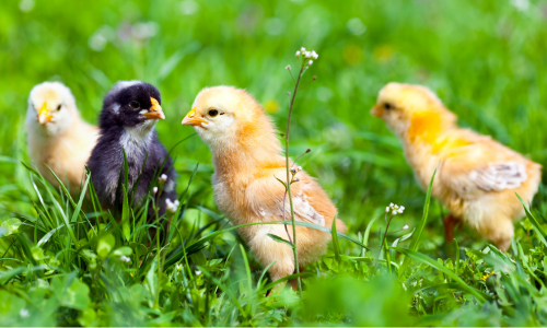 Four chicks standing in the grass—three yellow and one black and white.