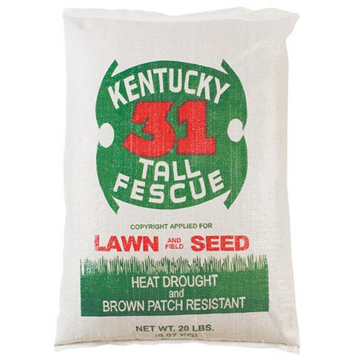 Kentucky 31 Tall Fescue